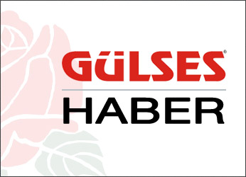 Gülses Haber